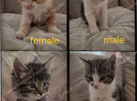 kittens for sale