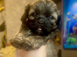 Shihpoo Very unique rare colours only 3 left