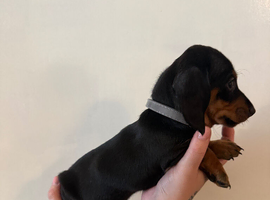 5 merl dachounds
