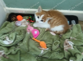 Kittens for sale lovely colours male female ready for there for ever home