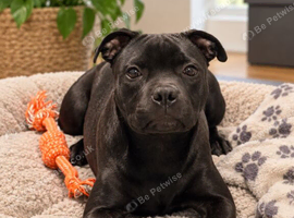 KC Staffordshire bull terrier