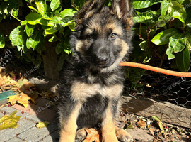 GORGEOUS LITTER OF GERMAN SHEPHERD PUPPIES