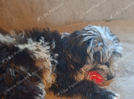 Gorgeous mini sheepadoodle merle puppy