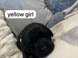 beautiful black labrador puppies