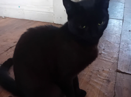 Nibbles girl black cat looking for a loving home