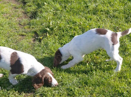 English Springer spaniel pups