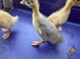 Ducklings