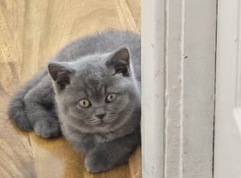 British shorthair kitten