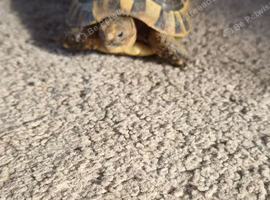 Spur thighed tortoise x 2