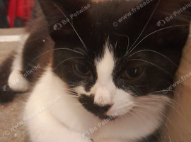 Kitten for sale