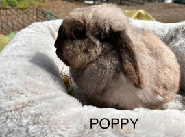 Mini lop female