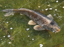 Various carp in Pond