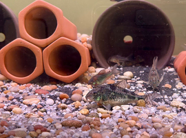 Breeding Adult XXL Corydoras Colony&rsquo;s for sale. All proven breeders!