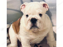 English bulldog gorgeous pups KC registered genuine breed colours