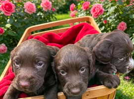 Cocker spaniel
