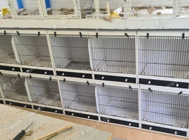 Canary, Finch Double Breeding Cage, UPVC Plastic type construction