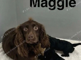 Maggie litter of 2 black girls and 1 black boy