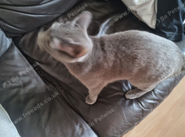 Russian  blue girl and boy kittens left