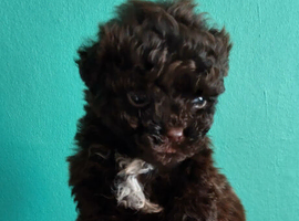 READY NOW! Poochon pups
