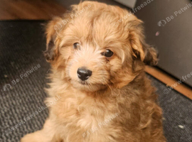 Fluffy Pomapoo baby boy
