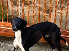Slukie greyhound  pups