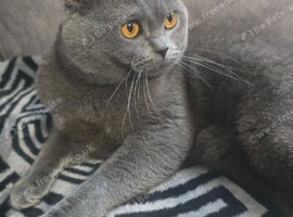 **NEED REHOMING** Female blue british short-hair