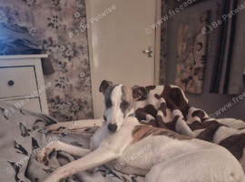 Whippet boy needing loving home