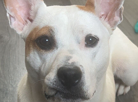 BelgianmalinoiXBulldog