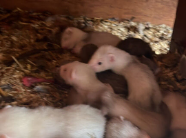 Baby Ferrets for sale