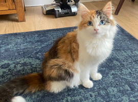 Beautiful female kitten
