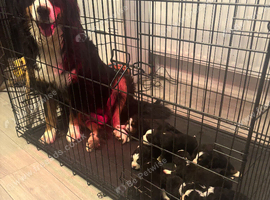 Beautiful Bernese Mountain Dog Puppies | 7 Girls & 1 Boy