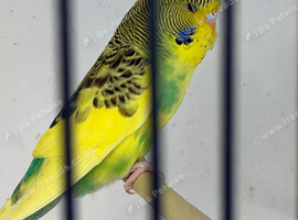 Lovely baby budgie