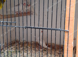 Pied javas for sale