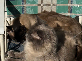 Blue point ragdoll male and female together