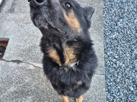 German shepard
