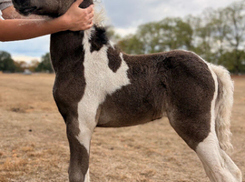Connemara x Hackney filly available at weaning.