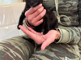 Kittens ready looking for forever home