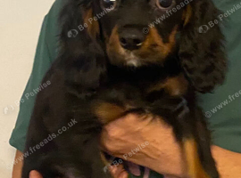 K.C Registered Black and Tan boy puppy