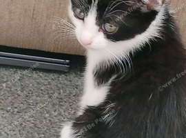 3 lovely kittens for sale 2 boys and 1 girl