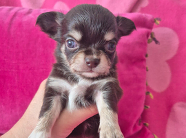 Chihuahua male