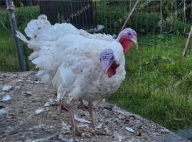 Cockerels and turkey stag for sale.