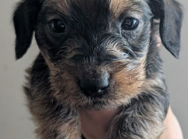 Kc Miniature wire haired dachshund pups