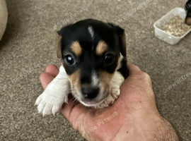 Jack russell puppy