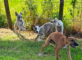 Whippet x Italian Greyhound puppies
