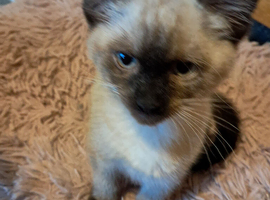 Ragdoll x kittens