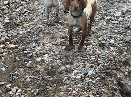 Female cocker spaniel