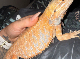 6 month old bearded dragon with vivarium and all accessories