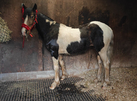 2y dun and white filly cob
