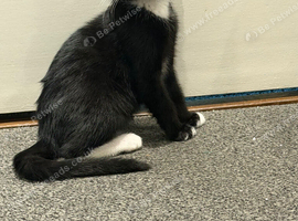 4 months and a half black and white male kitten