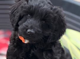 Reduced Australian Labradoodle pup (black girl)